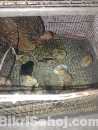 দেশি মুরগী বাচ্চা সহ